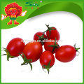 TOMATES DE CHERRY FRAIS